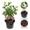 Live Ginseng Ficus, Ficus Retusa, Taiwan Ficus, Banyan Fig, Bonsai Houseplant, Birthday Gift, Housewarming Gift for The Home, Plant Lover Gift, Live Potted Houseplant in 6" Pot view 2