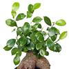 Live Ginseng Ficus, Ficus Retusa, Taiwan Ficus, Banyan Fig, Bonsai Houseplant, Birthday Gift, Housewarming Gift for The Home, Plant Lover Gift, Live Potted Houseplant in 6" Pot view 3