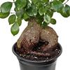 Live Ginseng Ficus, Ficus Retusa, Taiwan Ficus, Banyan Fig, Bonsai Houseplant, Birthday Gift, Housewarming Gift for The Home, Plant Lover Gift, Live Potted Houseplant in 6" Pot view 4