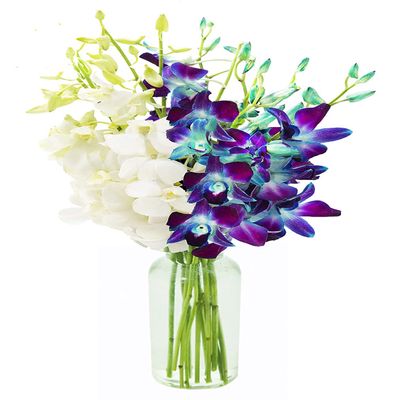 KaBloom Flowers - Starry Night in the Tropics Bouquet of Blue and White Orchids with Vase - Gift for Birthday, Sympathy, Anniversary, Get Well, Thank You, Valentine, Mothers Day Fresh Flowers