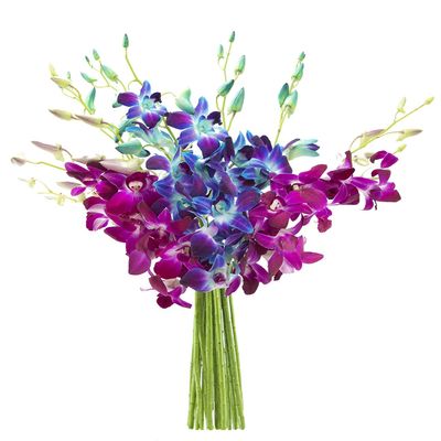 DELIVERY by Thu, 01/25 Guaranteed IF Order Placed by 01/24 Before 2PM EST.KaBloom PRIME OVERNIGHT DELIVERY - "National" Collection Midnight in the Tropics Bouquet of Blue and Purple Orchids