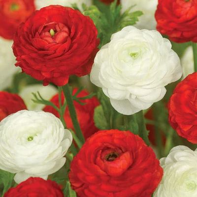 Ranunculus Peppermint Twist Ranunculus Duet (20 Bulbs)