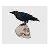 Azeeda 2 x 'Crow & Skull' Microfibre Lens/Glasses Cleaning Cloths (LC00020513) view 1