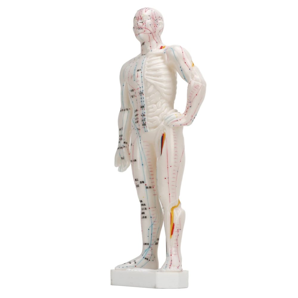 10.2in Human Body Acupuncture Model, Professional Portable Meridian Points Model for Science Class Education