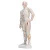 10.2in Human Body Acupuncture Model, Professional Portable Meridian Points Model for Science Class Education view 1