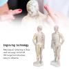 10.2in Human Body Acupuncture Model, Professional Portable Meridian Points Model for Science Class Education view 2