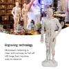 10.2in Human Body Acupuncture Model, Professional Portable Meridian Points Model for Science Class Education view 3