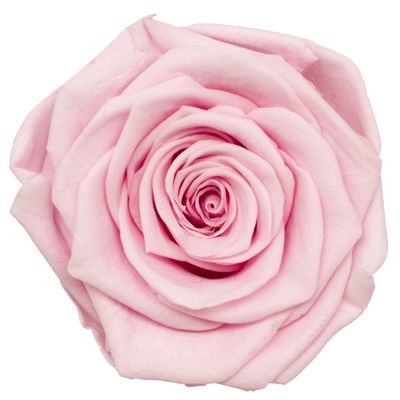 QQLady M A Grade 5-6cm Preserved Fresh Rose Head Real Flower Material for DIY Multicolor Natural Nice Rose Head Eternal Rose Flower Gift Y (Color : Sakura Pink, Size : 5-6cm(6pcs))