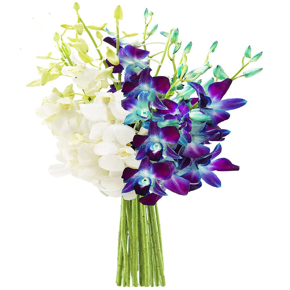 DELIVERY by Thu, 01/25 Guaranteed IF Order Placed by 01/24 Before 2PM EST.KaBloom PRIME OVERNIGHT DELIVERY - "National" Collection Starry Night in the Tropics Bouquet of Blue and White Orchids
