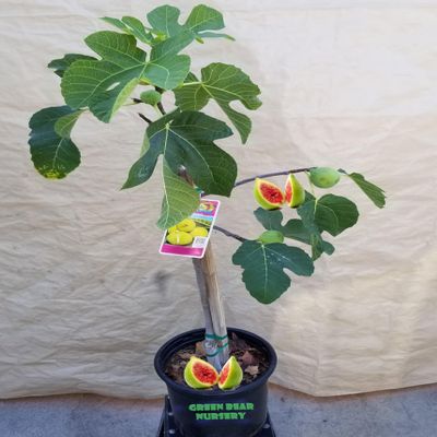 Fig Fruit Tree (Turkish Fig Tree, 5 Gallon)