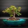 Barbados Dwarf Cherry Bonsai Tree in 6inch Pot Real Cherries You can eat view 1