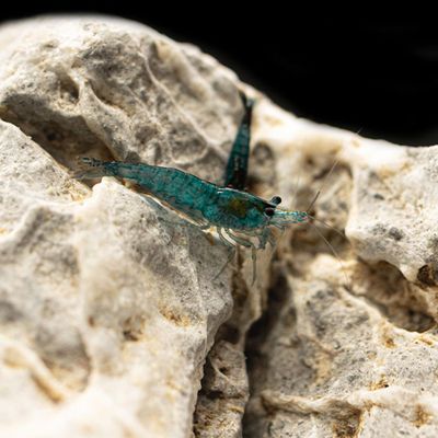 Blueberry Shrimp (Neocaridina davidi) (50 Pack)