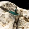 Blueberry Shrimp (Neocaridina davidi) (50 Pack) view 1