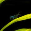 Blueberry Shrimp (Neocaridina davidi) (50 Pack) view 2