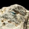 Blueberry Shrimp (Neocaridina davidi) (50 Pack) view 3