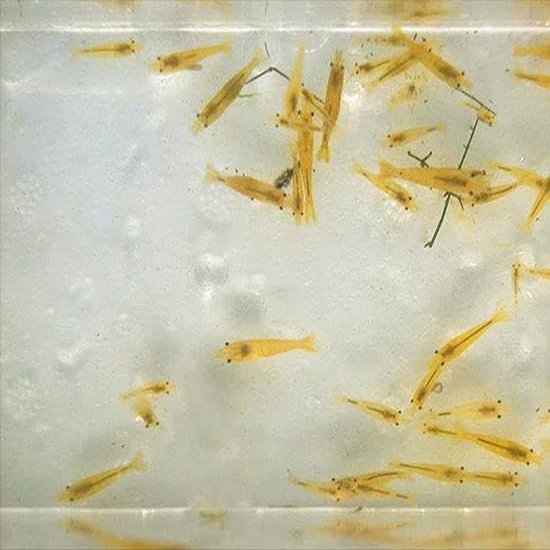 Yellow Shrimp (Neocaridina davidi) (50 Pack)