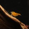 Yellow Shrimp (Neocaridina davidi) (50 Pack) view 2