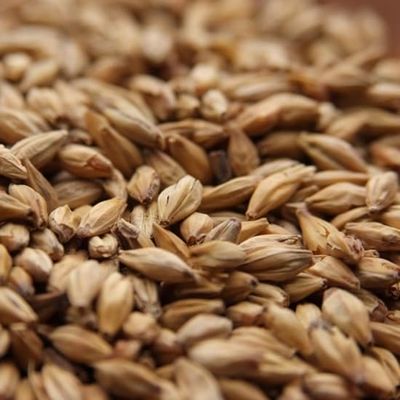 Melanoidin Malt - Specialty Malts 10 lbs beer brewing grains (Whole/Not Crushed)