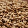 Melanoidin Malt - Specialty Malts 10 lbs beer brewing grains (Whole/Not Crushed) view 1