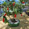 Indoorbonsaiandexotics Sleeping hibicus Bonsai Tree Rare Beginner Tree view 1