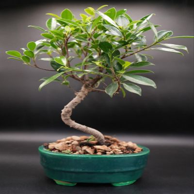 Indoorbonsaiandexotics Golden ficus in 6inch Bonsai Pot. Beginner Tree