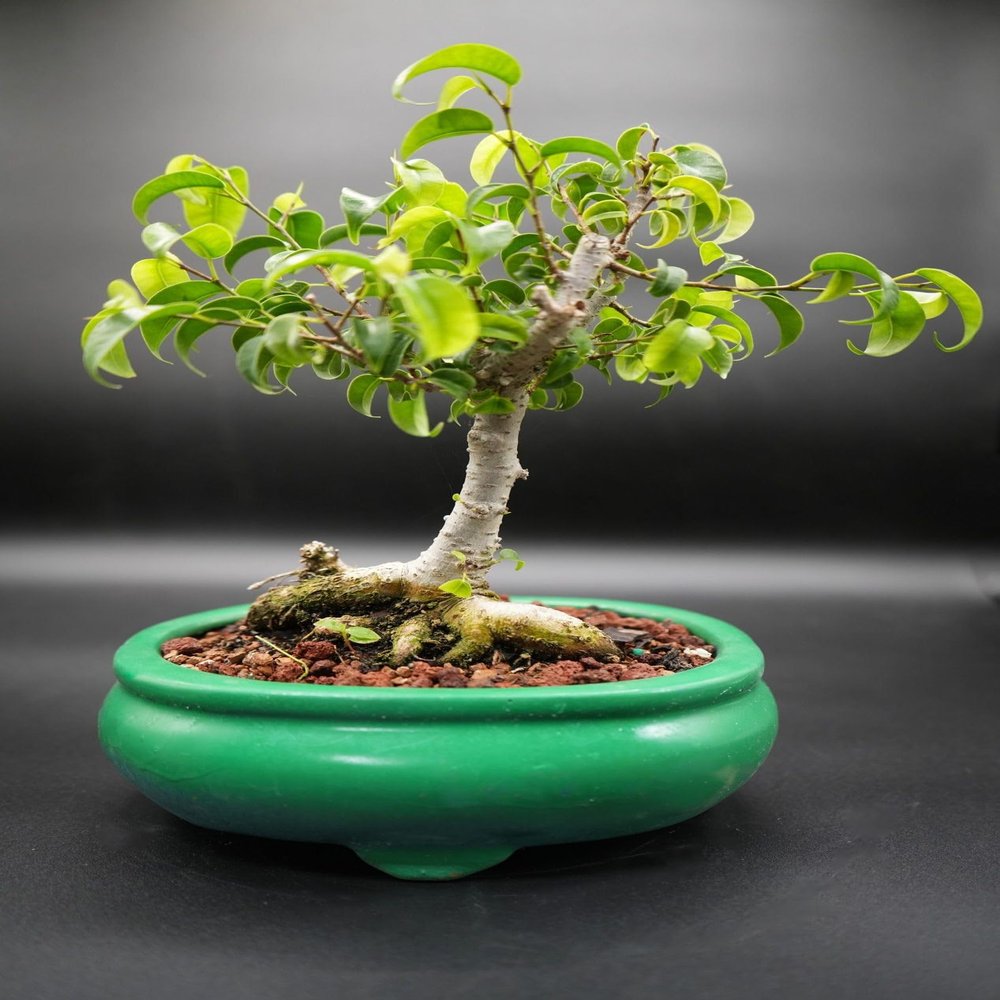 Indoorbonsaiandexotics ficus Too Little Beginner Bonsai Tree