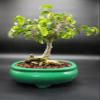Indoorbonsaiandexotics ficus Too Little Beginner Bonsai Tree view 1