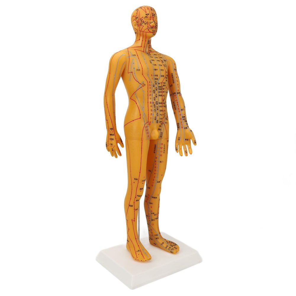 Acupoint Body Model, 53cm Human Body Acupuncture Model Man Chinese Teaching Tool Acupoint Mannequin Pressure Point Acupuncture Model Pressure Point and Meridians Model Education
