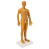 Acupoint Body Model, 53cm Human Body Acupuncture Model Man Chinese Teaching Tool Acupoint Mannequin Pressure Point Acupuncture Model Pressure Point and Meridians Model Education view 1