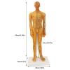 Acupoint Body Model, 53cm Human Body Acupuncture Model Man Chinese Teaching Tool Acupoint Mannequin Pressure Point Acupuncture Model Pressure Point and Meridians Model Education view 3