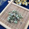 Tribulus Terrestris Bai Ji Li,Tribulus Terrestris for Men,Tribulus Terrestris for Men Organic (1000grams) view 2