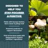 Ancient Nutrition Regenerative Organic Certified Focused Brain Capsules, Made with Ginkgo Leaf, Lion's Mane to Help Reduce Stress, Gluten Free, Paleo and Keto Friendly, 90 Count view 4