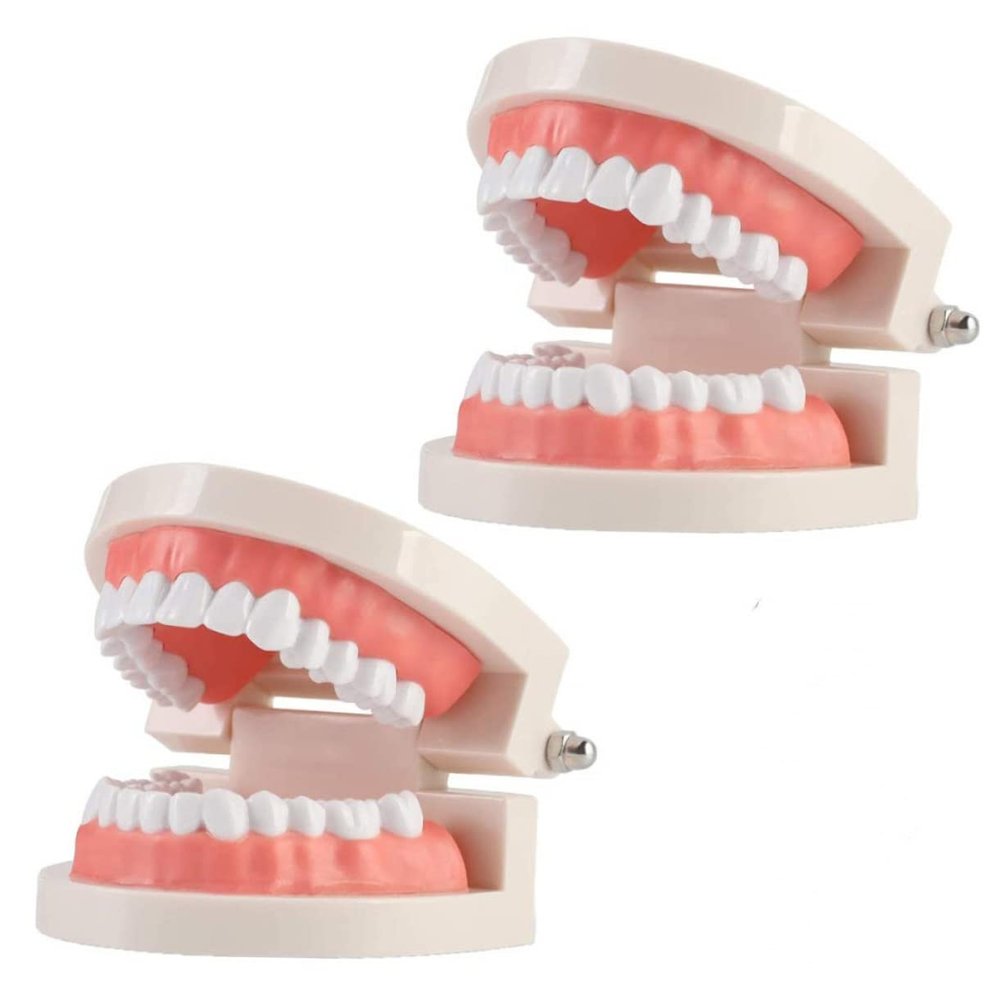 1pc Tooth Model Teaching Study Teeth Teeth Model Plastic Teeth Model Kids Teaching Teeth Model Typodont Demonstration Model Demonstration Oral Model Oral Study Supplies