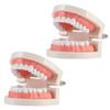 1pc Tooth Model Teaching Study Teeth Teeth Model Plastic Teeth Model Kids Teaching Teeth Model Typodont Demonstration Model Demonstration Oral Model Oral Study Supplies view 1
