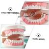 1pc Tooth Model Teaching Study Teeth Teeth Model Plastic Teeth Model Kids Teaching Teeth Model Typodont Demonstration Model Demonstration Oral Model Oral Study Supplies view 2
