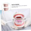1pc Tooth Model Teaching Study Teeth Teeth Model Plastic Teeth Model Kids Teaching Teeth Model Typodont Demonstration Model Demonstration Oral Model Oral Study Supplies view 3