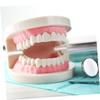 1pc Tooth Model Teaching Study Teeth Teeth Model Plastic Teeth Model Kids Teaching Teeth Model Typodont Demonstration Model Demonstration Oral Model Oral Study Supplies view 4