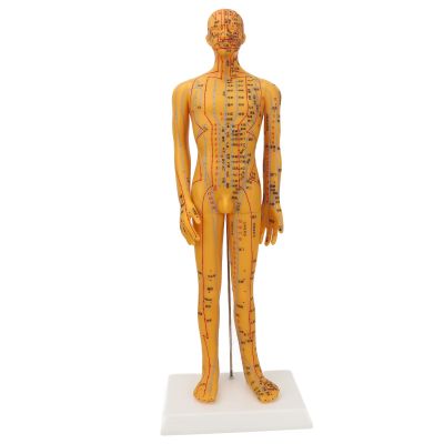 53cm Human Body Acupuncture Model, Male Pressure Point, Chinese Teaching Acupoint Mannequin Pressure Point Acupuncture Model
