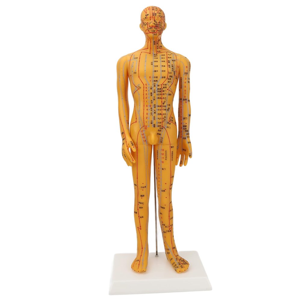 53cm Human Body Acupuncture Model, Male Pressure Point, Chinese Teaching Acupoint Mannequin Pressure Point Acupuncture Model