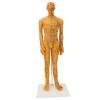 53cm Human Body Acupuncture Model, Male Pressure Point, Chinese Teaching Acupoint Mannequin Pressure Point Acupuncture Model view 1