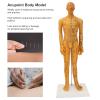 53cm Human Body Acupuncture Model, Male Pressure Point, Chinese Teaching Acupoint Mannequin Pressure Point Acupuncture Model view 2