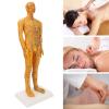 53cm Human Body Acupuncture Model, Male Pressure Point, Chinese Teaching Acupoint Mannequin Pressure Point Acupuncture Model view 3