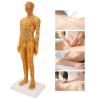 53cm Human Body Acupuncture Model, Male Pressure Point, Chinese Teaching Acupoint Mannequin Pressure Point Acupuncture Model view 4
