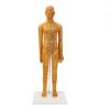 20.9in Human Body Acupuncture Model, Acupuncture Female Model for Chinese Teaching, Acupuncture and Massage, High Definition Clear view 1