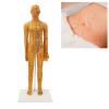 20.9in Human Body Acupuncture Model, Acupuncture Female Model for Chinese Teaching, Acupuncture and Massage, High Definition Clear view 3