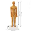 20.9in Human Body Acupuncture Model, Acupuncture Female Model for Chinese Teaching, Acupuncture and Massage, High Definition Clear view 4