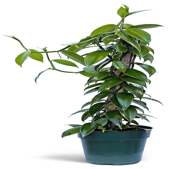 Live Vanilla Orchid, Vanilla Panifolia Orchid with Totem, Birthday Gift, Office Plant, Father's Day Gift, Indoor Houseplant, Plant Lover Gift in 6" Pot