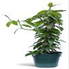 Live Vanilla Orchid, Vanilla Panifolia Orchid with Totem, Birthday Gift, Office Plant, Father's Day Gift, Indoor Houseplant, Plant Lover Gift in 6" Pot view 1