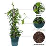 Live Vanilla Orchid, Vanilla Panifolia Orchid with Totem, Birthday Gift, Office Plant, Father's Day Gift, Indoor Houseplant, Plant Lover Gift in 6" Pot view 2
