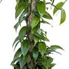 Live Vanilla Orchid, Vanilla Panifolia Orchid with Totem, Birthday Gift, Office Plant, Father's Day Gift, Indoor Houseplant, Plant Lover Gift in 6" Pot view 3